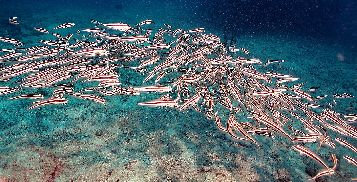 Sipadan_2015_Poisson Chat raye_Plotosus lineatus_IMG_3068_rc.jpg